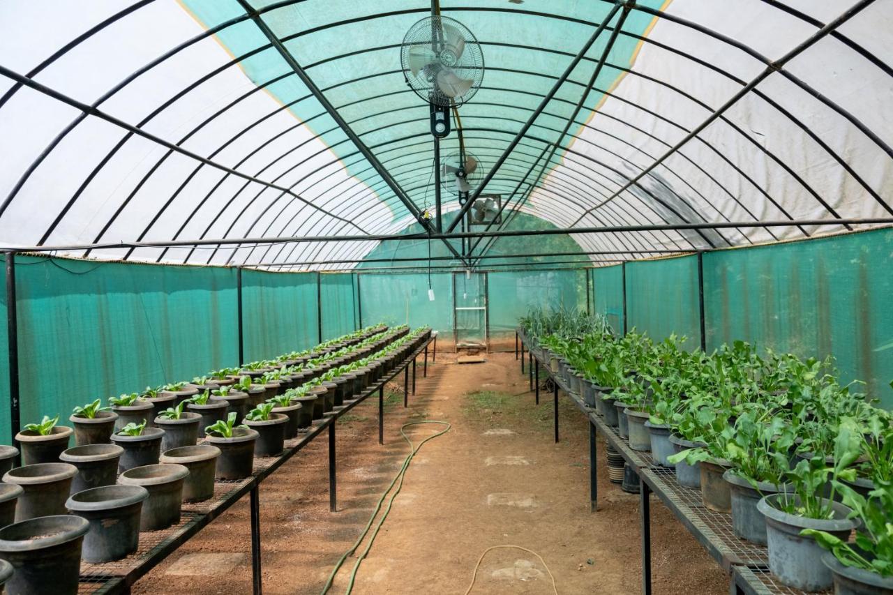 Mangaal Farmstay Goa Vichondrem Dış mekan fotoğraf
