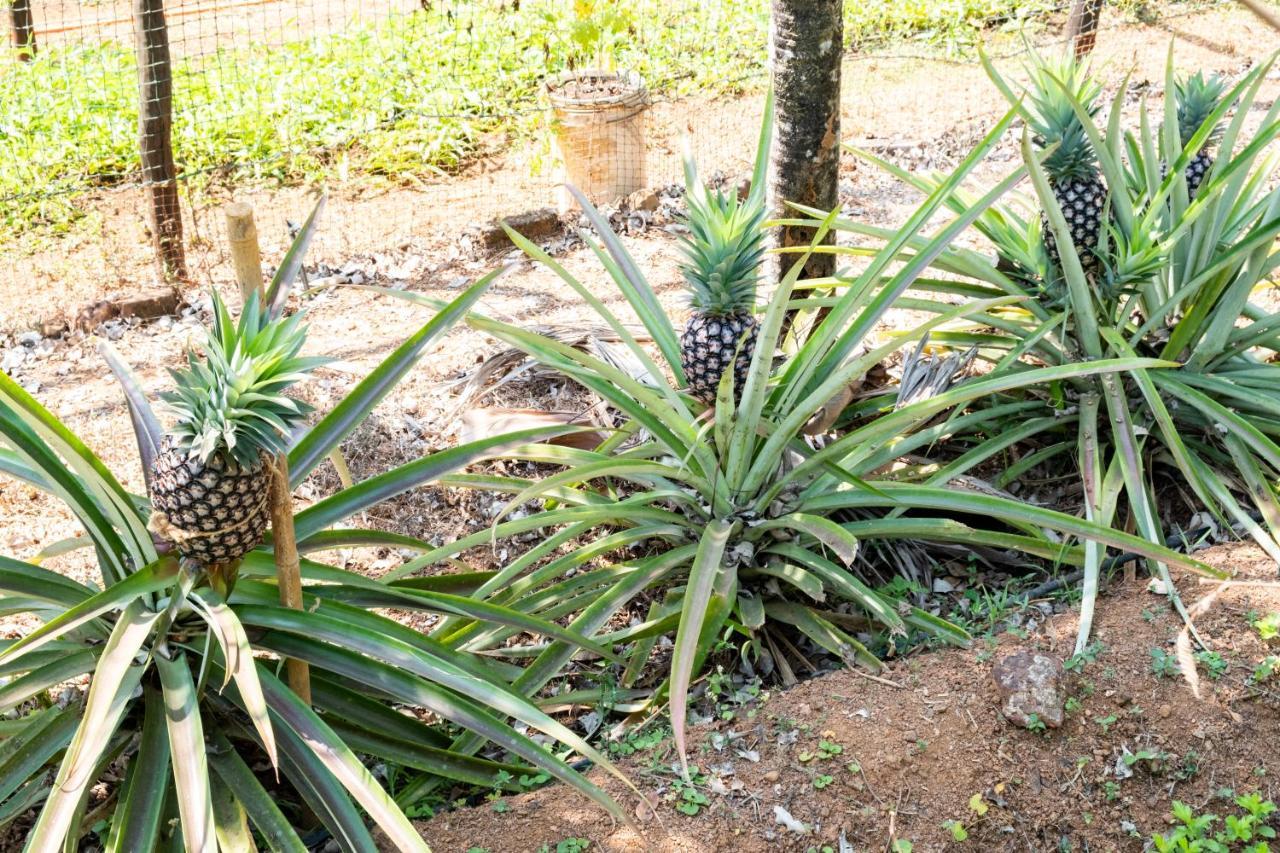 Mangaal Farmstay Goa Vichondrem Dış mekan fotoğraf